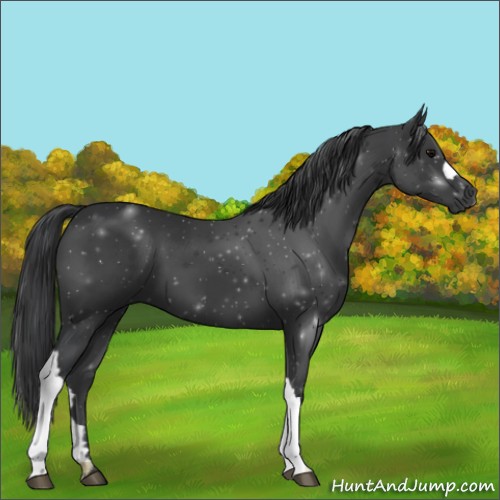Horse Color:Black 
