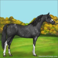 Horse Color:Black 