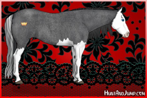 Horse Color:Blue Roan Splash 