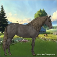 Horse Color:Smoky Black Appaloosa 