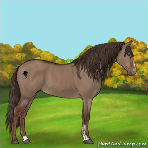 Horse Color:Liver Red Dun Sabino