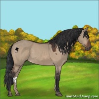Horse Color:Brown Dun 