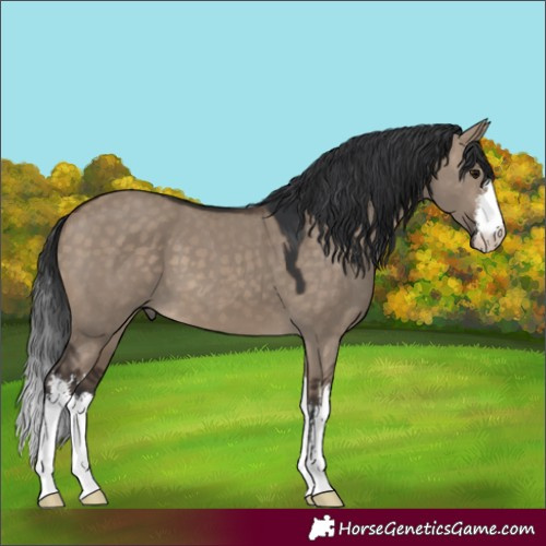 Horse Color:White Spotted Brown Dun 