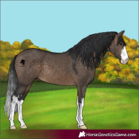 Horse Color:White Spotted Brown Dun 