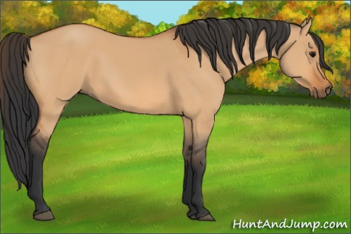 Horse Color:Unknown 