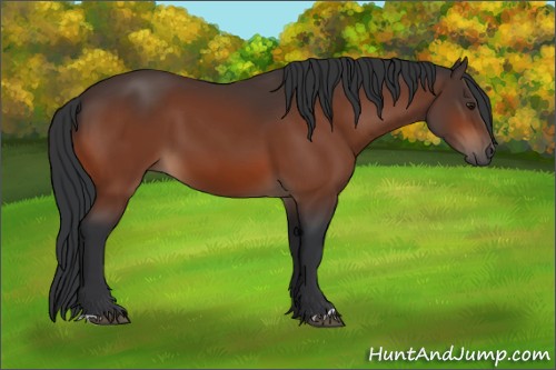 Horse Color:Brown 