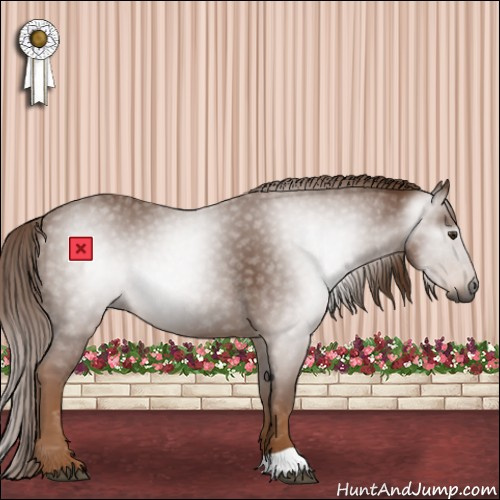Horse Color:Gray Chestnut 
