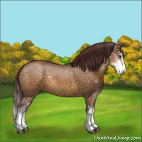 Horse Color:Chocolate Buckskin Dun Sabino Rabicano 