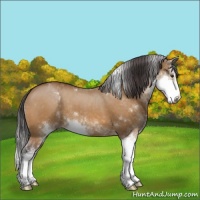 Horse Color:Buckskin Dun Sabino