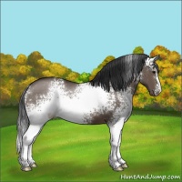 Horse Color:White Spotted Brown Dun Sabino 