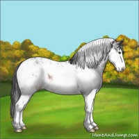 Horse Color:Brown Sabino Rabicano 