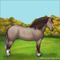 Horse Color:Chocolate Brown Dun Sabino Rabicano