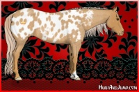 Horse Color:Palomino Roan Appaloosa 