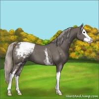 Horse Color:White Spotted Silver Black Splash Appaloosa 