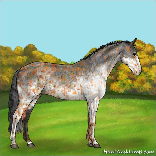 Horse Color:White Spotted Blue Roan Rabicano  and White Spotted Blue Roan Rabicano 