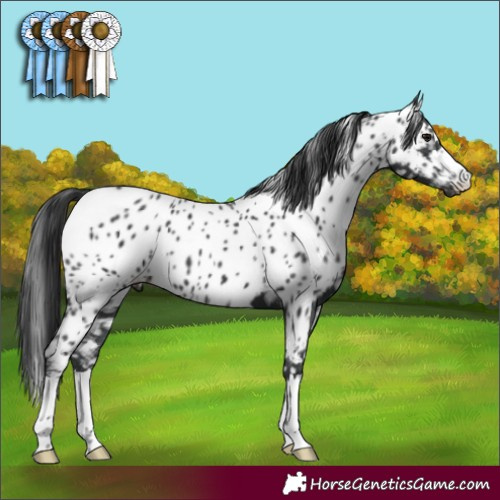 Horse Color:Black Near Leopard 