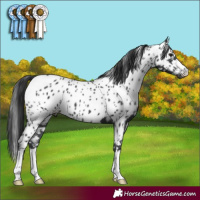 Horse Color:Black Appaloosa 