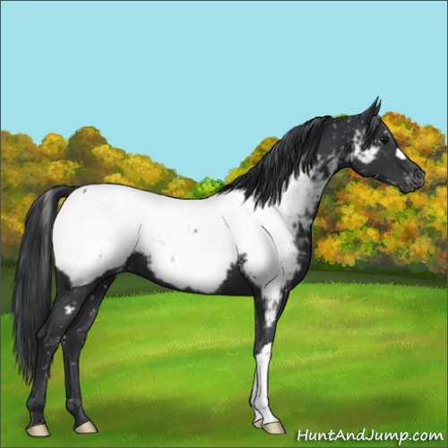 Horse Color:Black Appaloosa
