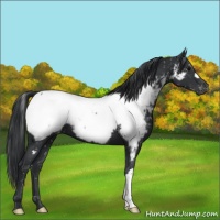 Horse Color:Black Appaloosa 