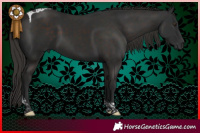 Horse Color:Liver Chestnut Tobiano 