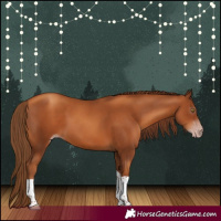 Horse Color:Gray Gold Champagne Tobiano