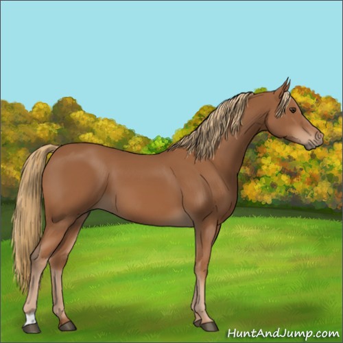 Horse Color:Chestnut 