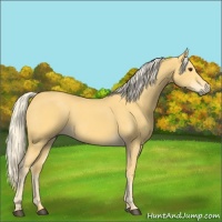 Horse Color:Palomino