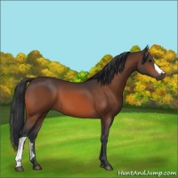 Horse Color:Brown 