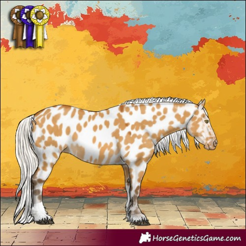Horse Color:Silver Buckskin Dun Tobiano Appaloosa 