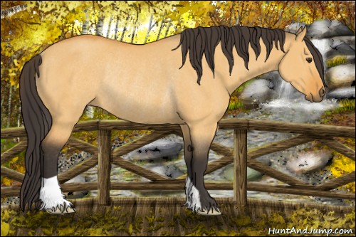 Horse Color:Buckskin Dun Rabicano 