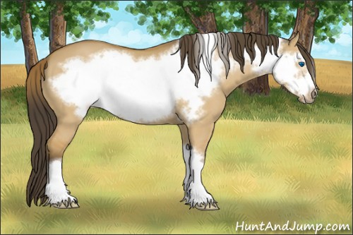 Horse Color:Buckskin Dun Frame 