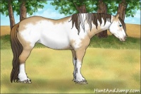 Horse Color:Buckskin Dun Frame 