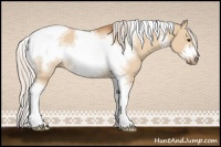 Horse Color:Silver Bay Dun Sabino Tobiano Frame Rabicano 