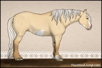 Horse Color:Silver Buckskin Dun Frame Rabicano 