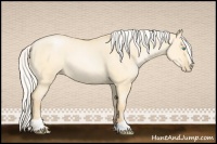 Horse Color:Silver Buckskin Pearl Dun Sabino Rabicano
