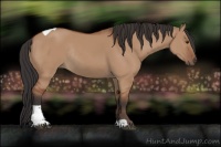 Horse Color:Bay Dun Tobiano Rabicano 