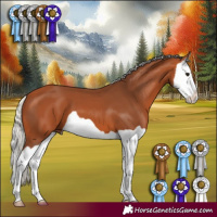 Horse Color:Silver Bay Splash 