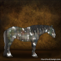 Horse Color:Plaid White Spotted Brown Sabino