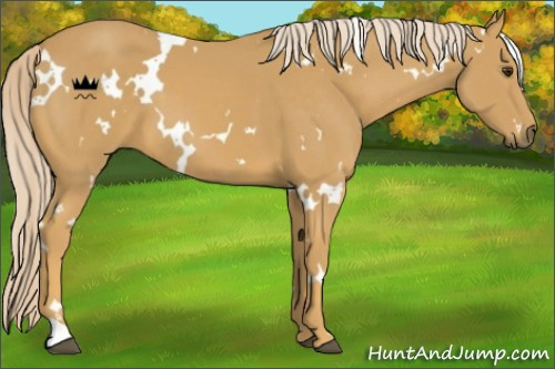 Horse Color:White Spotted Palomino