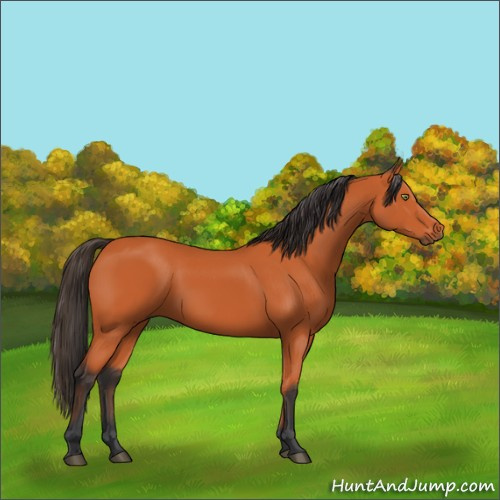 Horse Color:Bay 