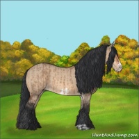 Horse Color:Bay Dun  and Bay Dun Frame 