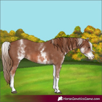 Horse Color:White Spotted Chestnut Sabino