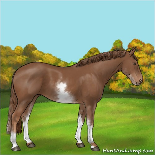 Horse Color:White Spotted Chestnut Sabino 
