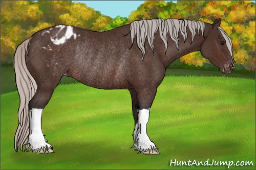 Horse Color:Silver Brown Appaloosa Rabicano 