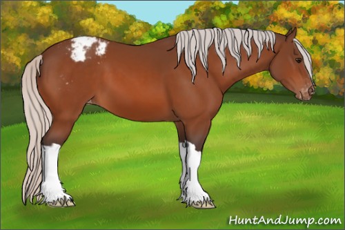 Horse Color:Silver Bay Appaloosa 