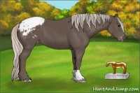 Horse Color:Silver Black Appaloosa 