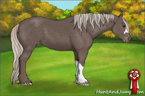 Horse Color:Silver Black Appaloosa 