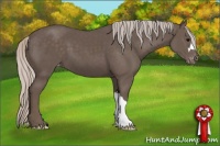 Horse Color:Silver Black Appaloosa 