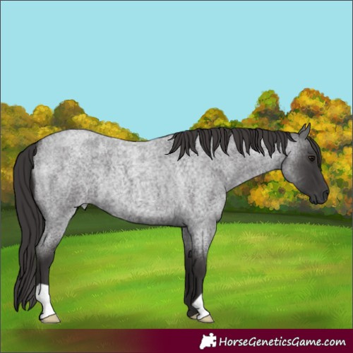 Horse Color:Smoky Blue Roan 