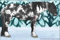 Horse Color:White Spotted Black